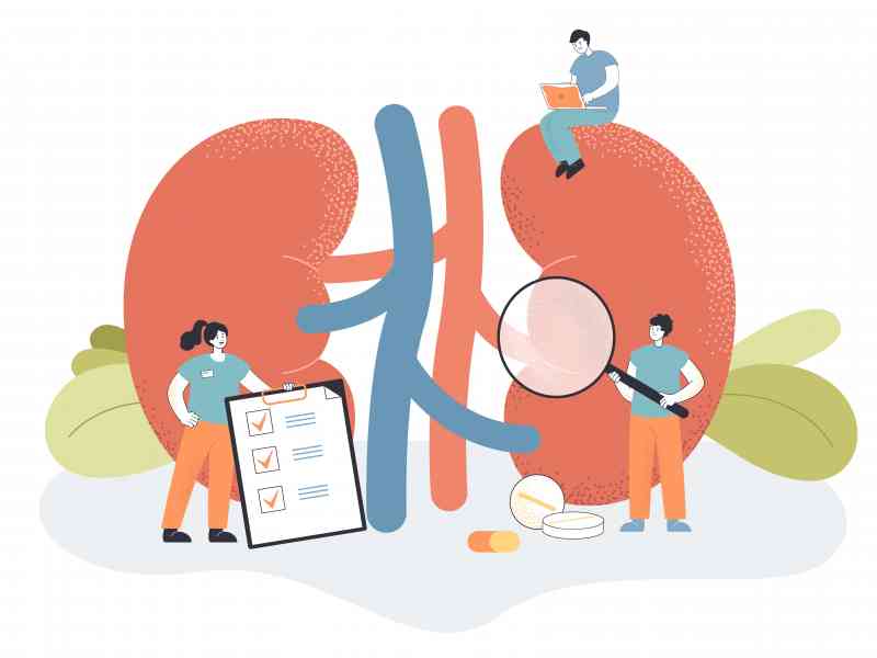 Doctors check health of kidneys and urinary system in clinic. Medical study of tiny people with chronic kidney diseases and physiology flat vector illustration. Urology, nephrology, dialysis concept